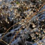 Frostiga växter