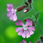 Blommande växter