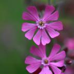 Blommande växter
