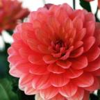 Blommande växter