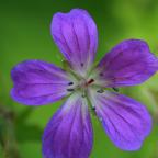 Blommande växter