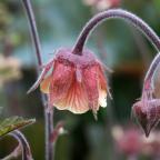 Blommande växter