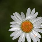 Blommande växter